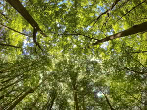 forest canopy